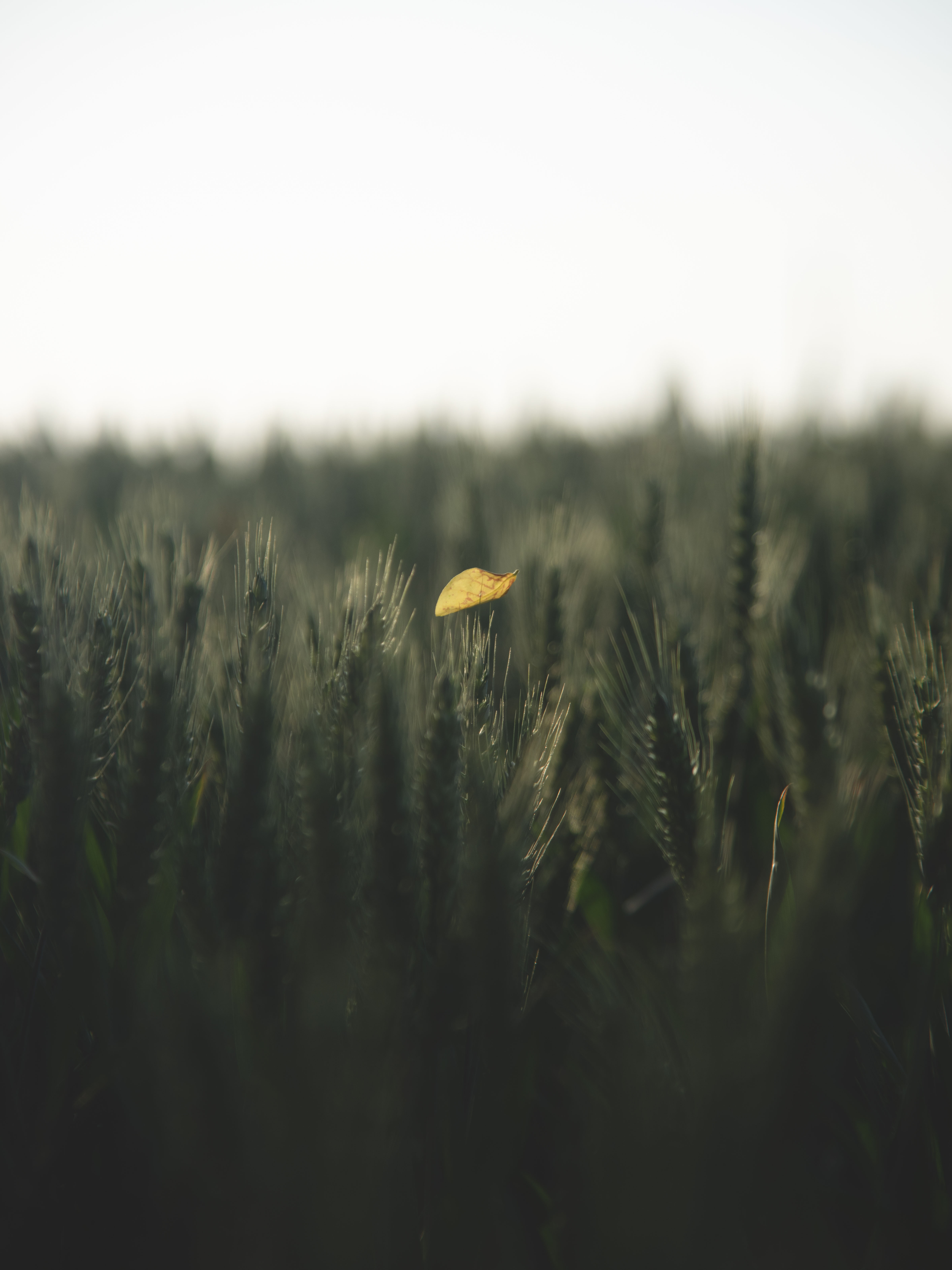 一等奖：麦田托举的重量 (1).jpg