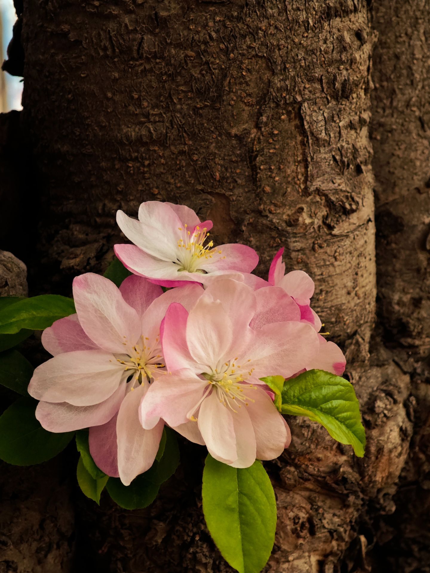 二等奖：光合作用：第108次心跳 (3).jpg